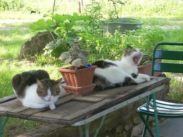 All'antico Silbule Casavecchia