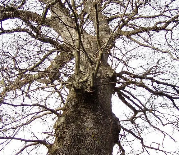 Çiftlik konaklama All'antico Silbule