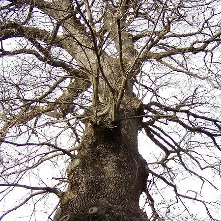 Feriegård All'antico Silbule